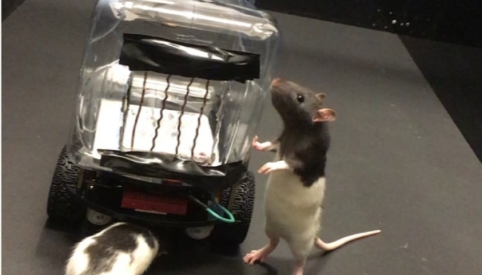 Bilim insanları, farelere araba sürmeyi öğretti 