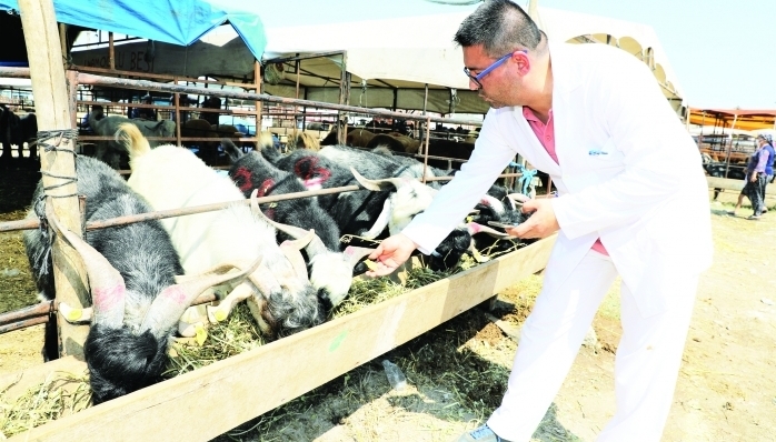 Yüreğir Belediyesi yaklaşan kurban bayramı öncesi ilçede kurban satış ve kesim noktalarını belirledi. Bu yıl ilçe genelinde 4 noktada kurban satışı yapılacak.